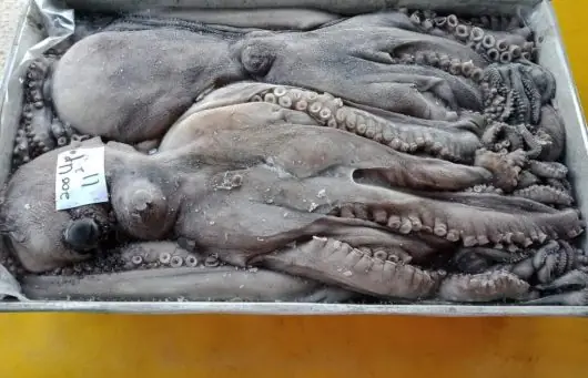 Bạch Tuộc Mazda Là Gì? Tổng Tất Tần Tật Về Màu Sắc Độc Bản