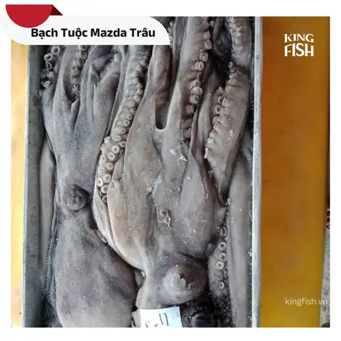 Bạch Tuộc Mazda Là Gì? Tổng Tất Tần Tật Về Màu Sắc Độc Bản