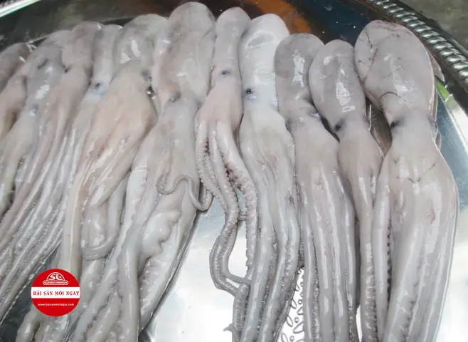 Bạch Tuộc Mazda Là Gì? Tổng Tất Tần Tật Về Màu Sắc Độc Bản