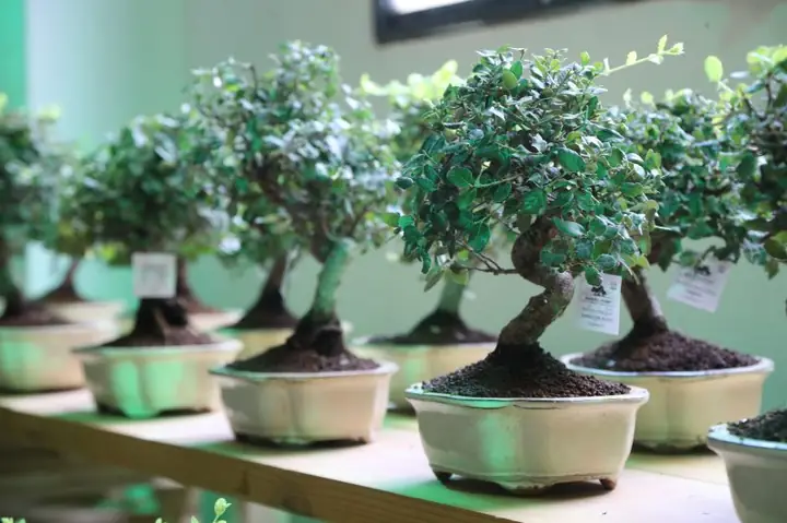 Đánh Giá Chi Tiết Oak Tree Mazda: Uy Tín Và Dịch Vụ Tại Mỹ