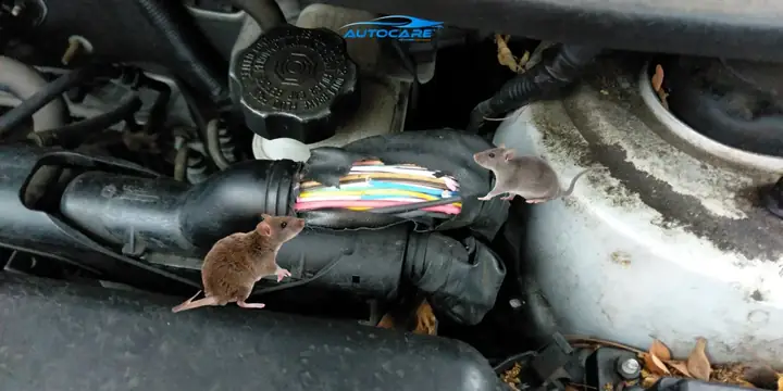 Mazda 3: Tình Trạng Chuột Cắn Dây Khoang Động Cơ Và Cách Kiểm Tra Hiệu Quả