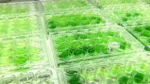 Toyota Algae – Tiềm Năng Và Ứng Dụng Trong Ngành Ô Tô Hiện Đại