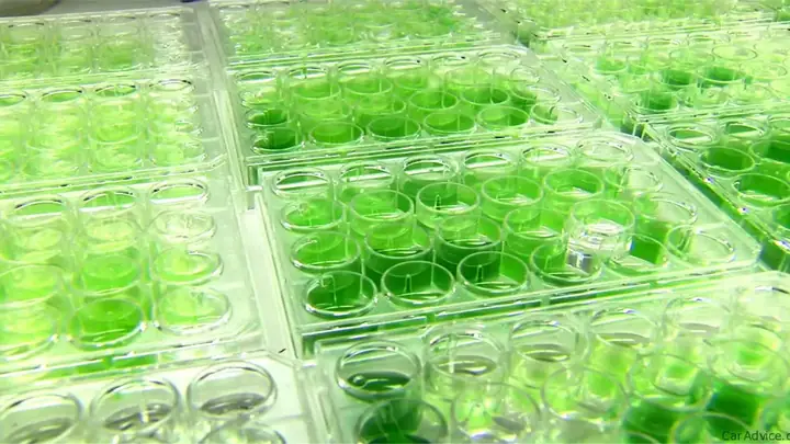 Toyota Algae – Tiềm Năng Và Ứng Dụng Trong Ngành Ô Tô Hiện Đại