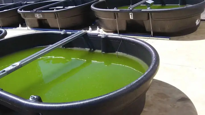 Toyota Algae – Tiềm Năng Và Ứng Dụng Trong Ngành Ô Tô Hiện Đại