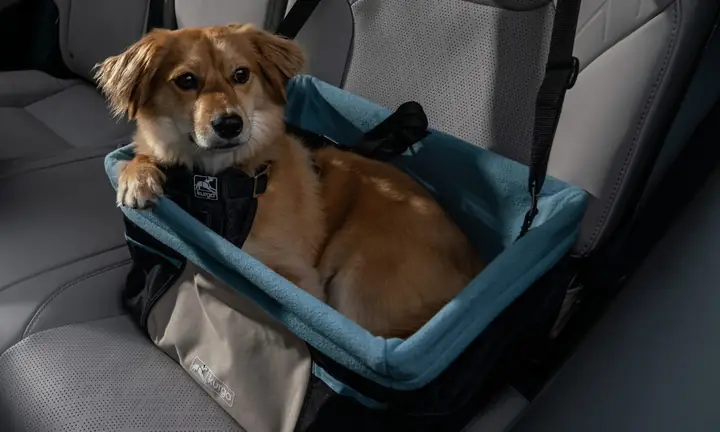 Toyota Pet Là Gì? Giải Thích Chi Tiết Về Dòng Xe Thân Thiện Động Vật Của Toyota Toyota Pet Là Gì? Giải Thích Chi Tiết Về Dòng Xe Thân Thiện Động Vật Của Toyota
