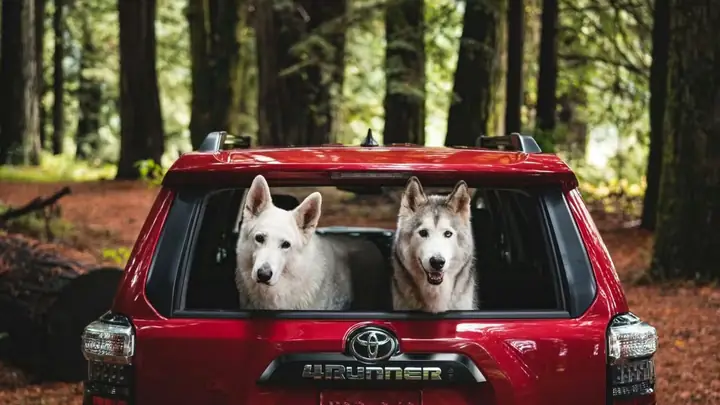 Toyota Pet Là Gì? Giải Thích Chi Tiết Về Dòng Xe Thân Thiện Động Vật Của Toyota Toyota Pet Là Gì? Giải Thích Chi Tiết Về Dòng Xe Thân Thiện Động Vật Của Toyota